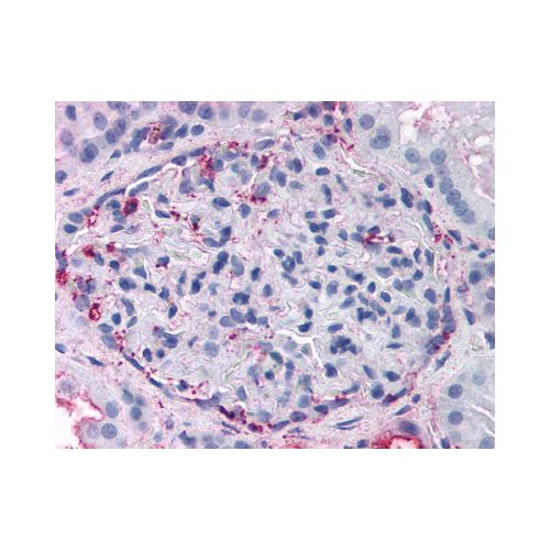 GPR108 (N-Terminus) antibody