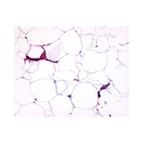 GPR109B / HM74 (Cytoplasmic Domain) antibody
