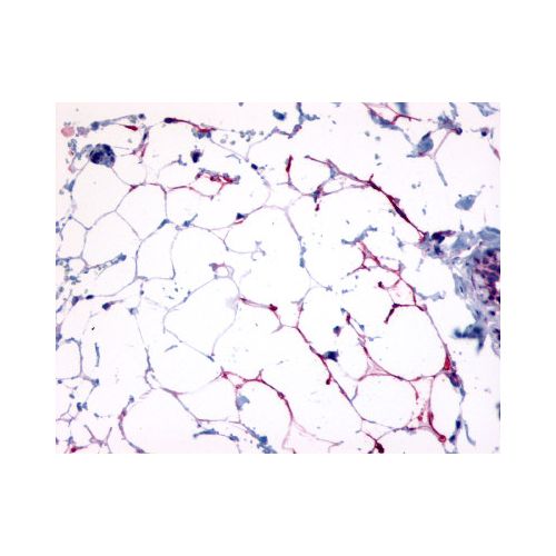 GPR109B / HM74 (N-Terminus) antibody