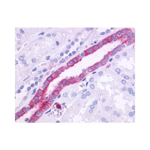 GPR110 (N-Terminus) antibody