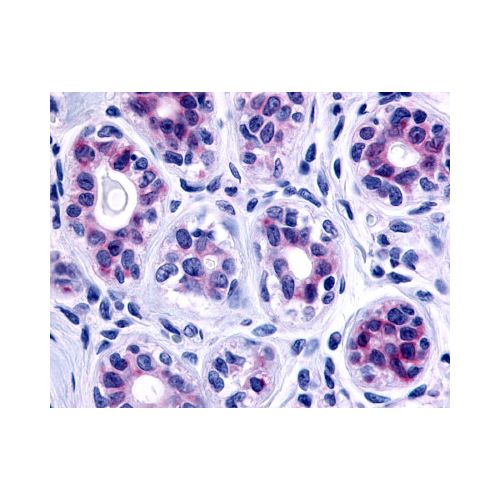 GPR115 (C-Terminus) antibody