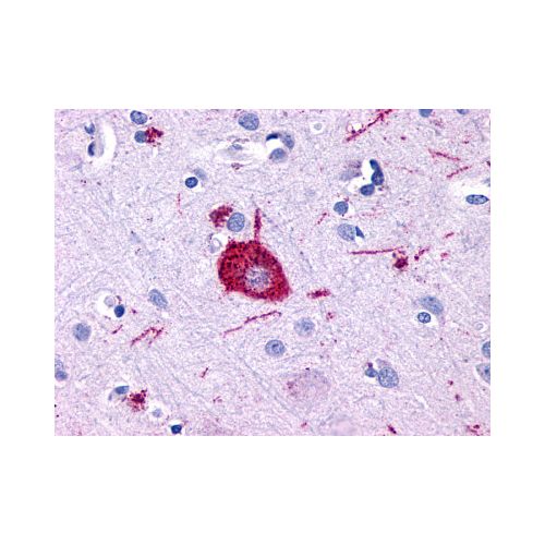 GPR116 (Cytoplasmic Domain) antibody
