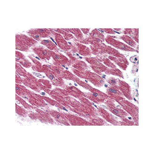 GPR116 (Internal) antibody