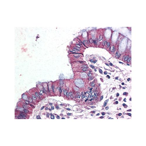 GPR116 (Internal) antibody