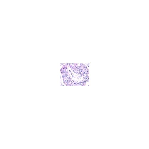 GPR119 (Cytoplasmic Domain) antibody
