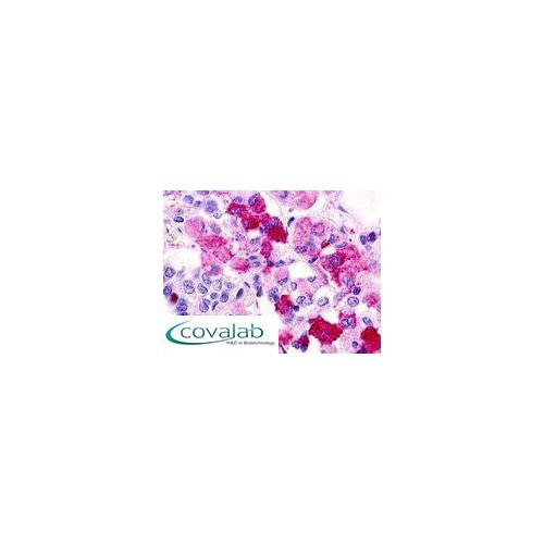 GPR12 / GPCR12 (C-Terminus) antibody