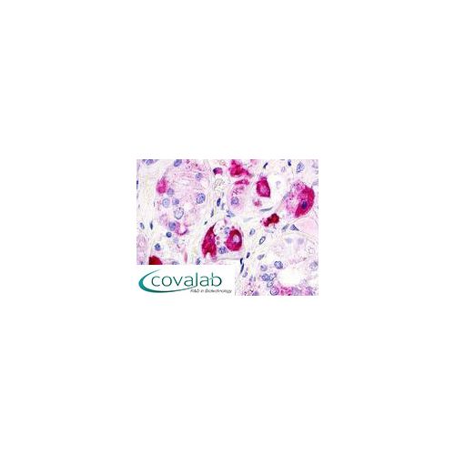 GPR12 / GPCR12 (Extracellular Domain) antibody