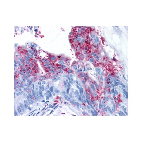GPR124 (N-Terminus) antibody