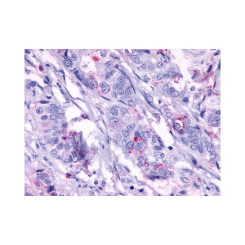 GPR124 (N-Terminus) antibody