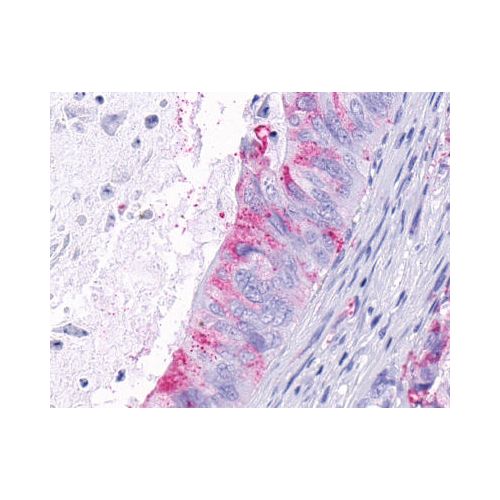 GPR124 (N-Terminus) antibody