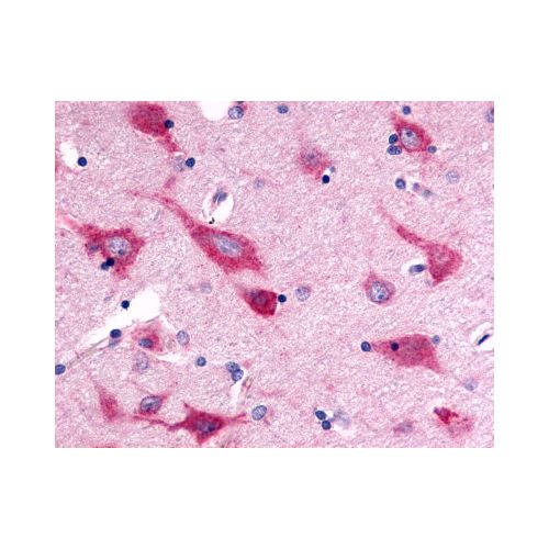GPR126 (C-Terminus) antibody