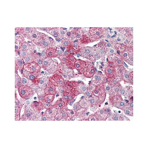 GPR126 (Internal) antibody