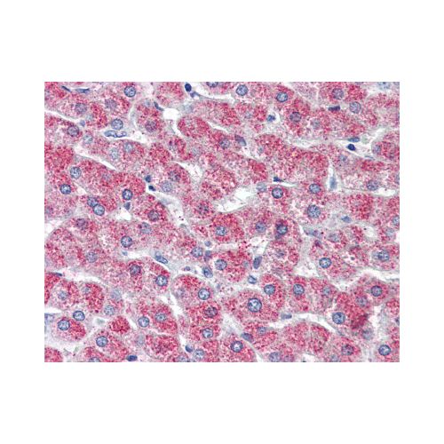 GPR126 (N-Terminus) antibody