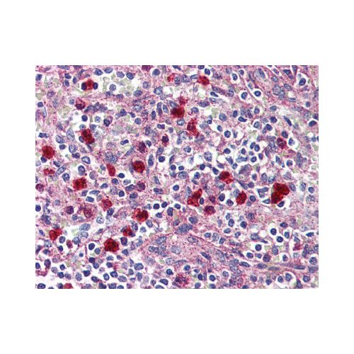 GPR132 / G2A (C-Terminus) antibody