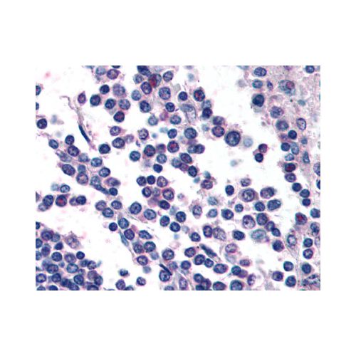 GPR132 / G2A (C-Terminus) antibody