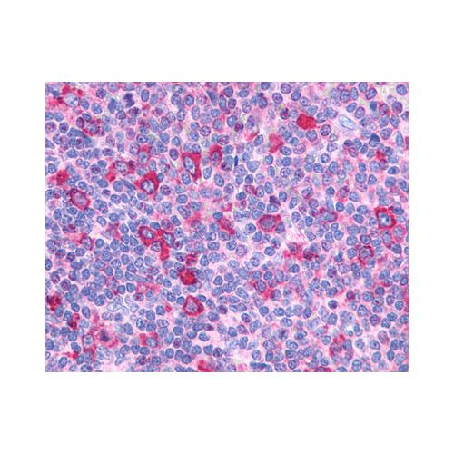 GPR132 / G2A (Cytoplasmic Domain) antibody