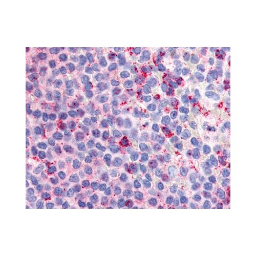GPR132 / G2A (Extracellular Domain) antibody