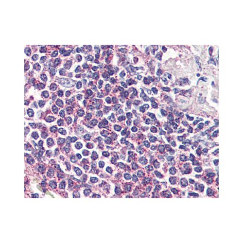 GPR132 / G2A (Internal) antibody