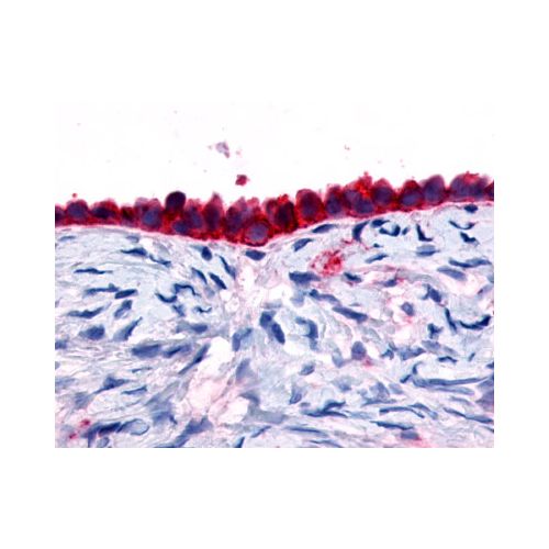GPR133 (Cytoplasmic Domain) antibody