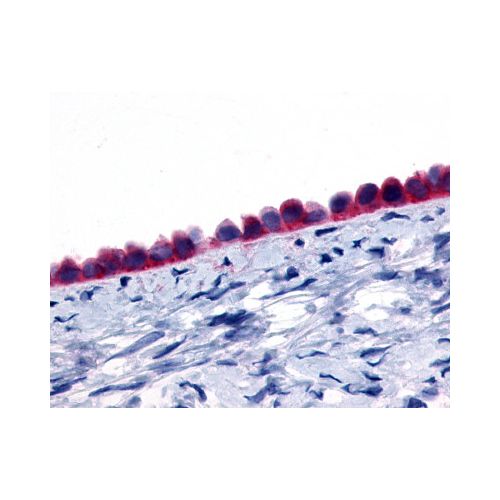 GPR133 (N-Terminus) antibody
