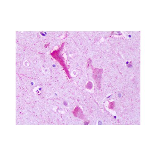 GPR137B / TM7SF1 (C-Terminus) antibody