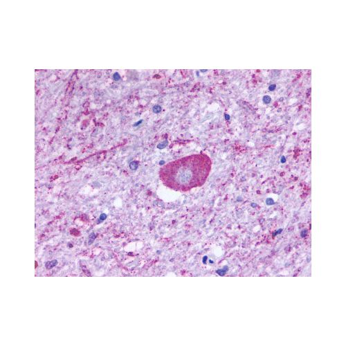 GPR137B / TM7SF1 (C-Terminus) antibody