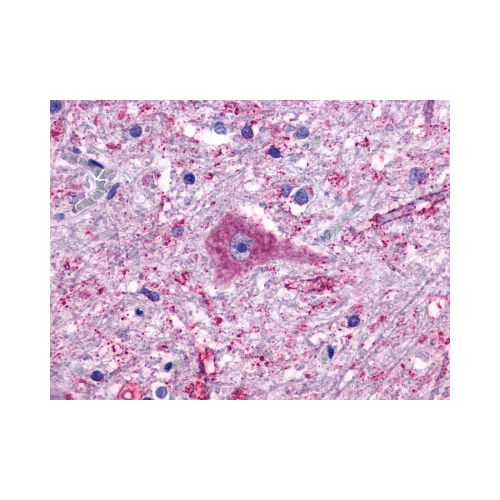 GPR137B / TM7SF1 (Cytoplasmic Domain) antibody