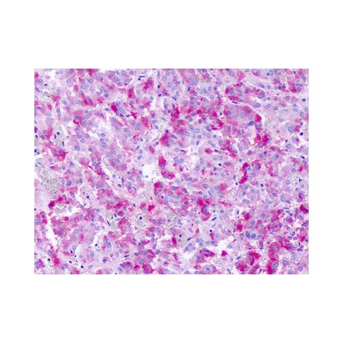 GPR139 (Cytoplasmic Domain) antibody