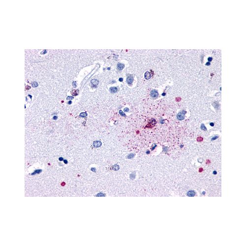 GPR139 (Cytoplasmic Domain) antibody
