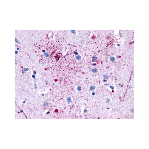 GPR139 (Transmembrane Domain) antibody