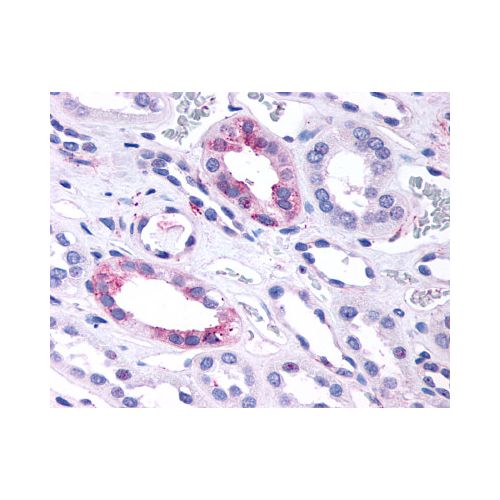 GPR146 (C-Terminus) antibody
