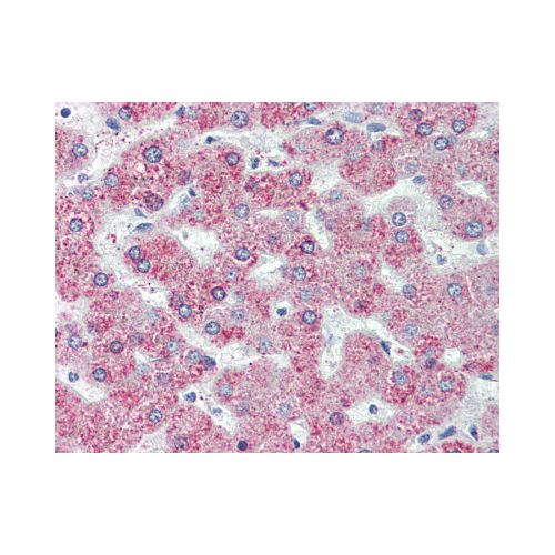 GPR146 (Internal) antibody