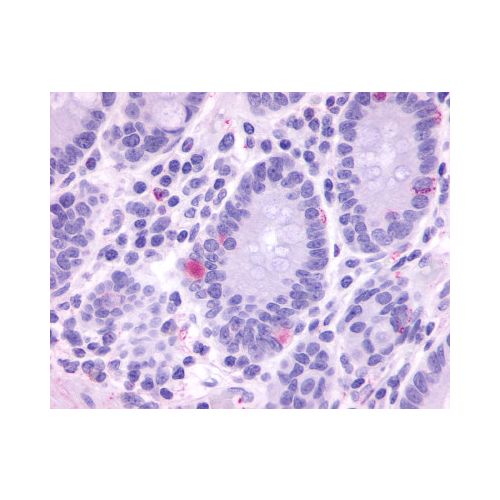 GPR148 (Cytoplasmic Domain) antibody