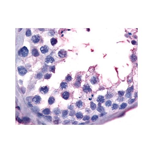 GPR149 (C-Terminus) antibody