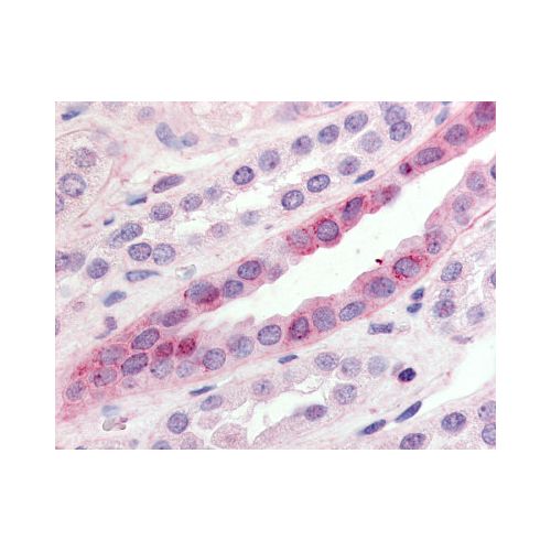 GPR15 (C-Terminus) antibody