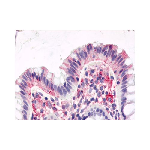 GPR15 (Cytoplasmic Domain) antibody