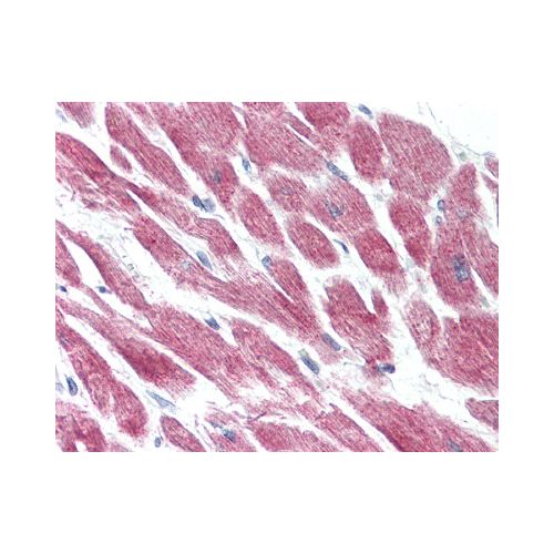 GPR15 (Extracellular Domain) antibody