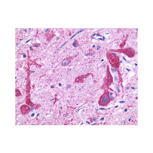 GPR150 (C-Terminus) antibody