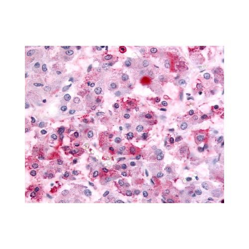 GPR152 (C-Terminus) antibody