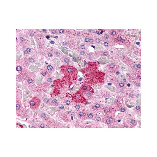 GPR153 (Extracellular Domain) antibody