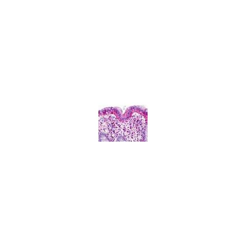 GPR160 (Transmembrane Domain) antibody
