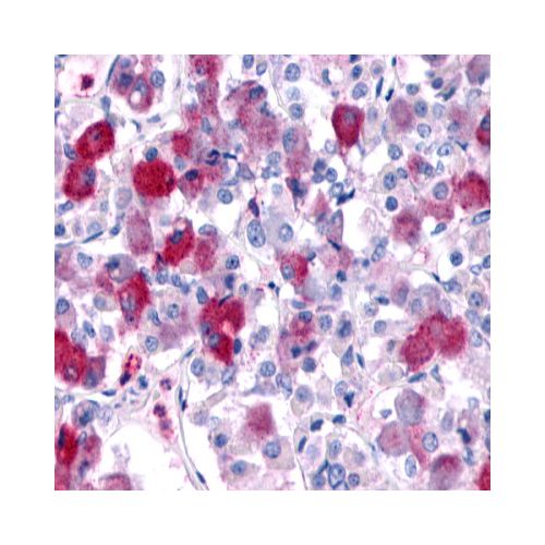 GPR161 (N-Terminus) antibody