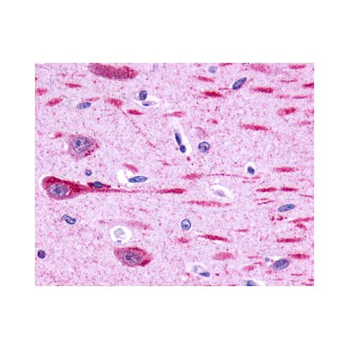 GPR162 (Extracellular Domain) antibody