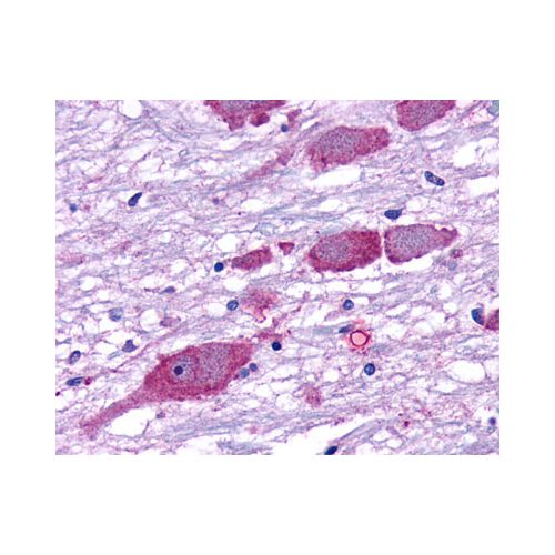 GPR162 (Extracellular Domain) antibody