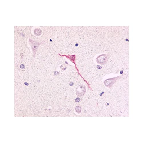 GPR17 (N-Terminus) antibody