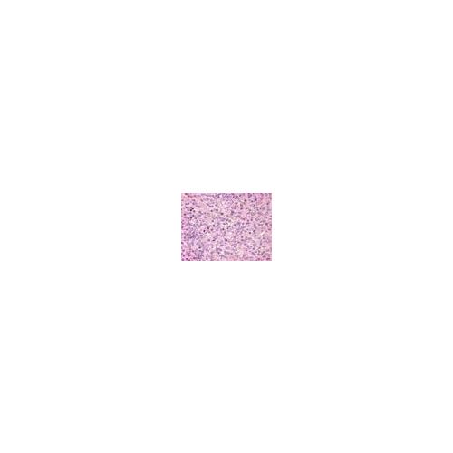GPR171 (Extracellular Domain) antibody