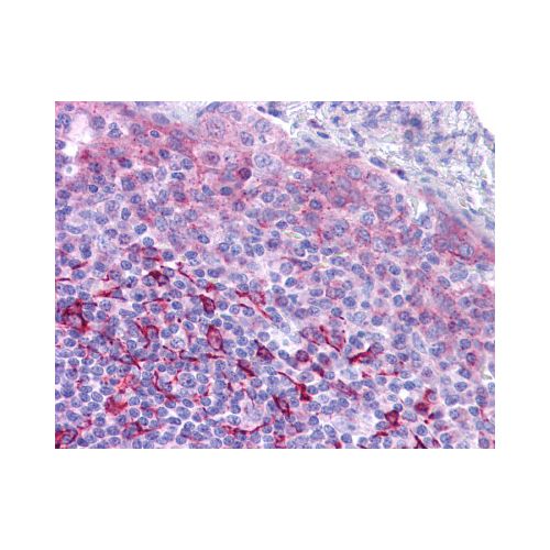 GPR171 (Extracellular Domain) antibody