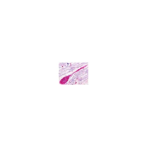 GPR173 (Transmembrane Domain) antibody