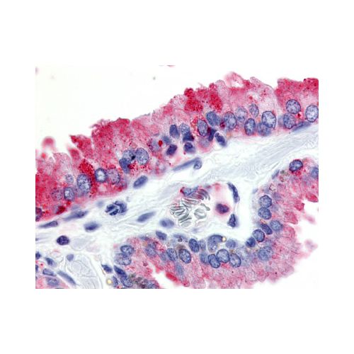 GPR174 (Cytoplasmic Domain) antibody