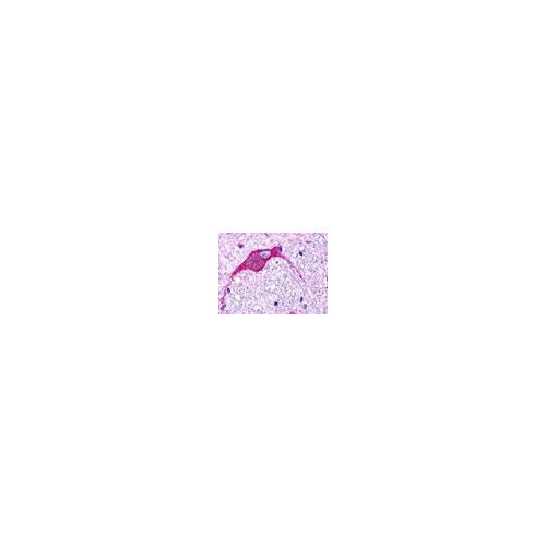 GPR174 (Extracellular Domain) antibody